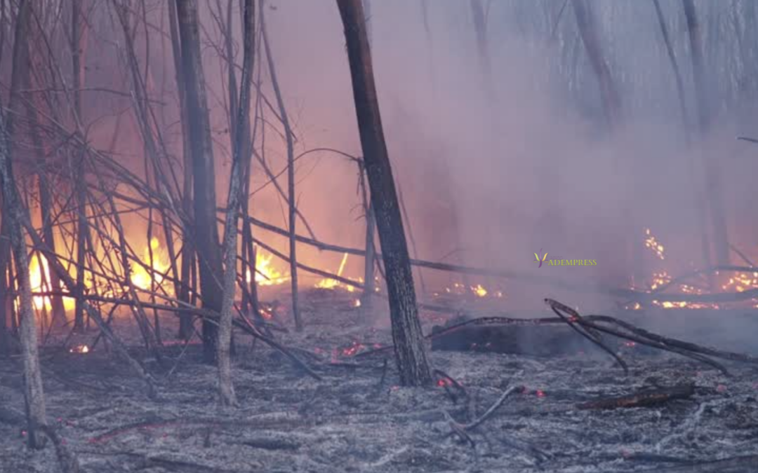 El impacto psicológico de la ola de incendios en España: qué nos pasa y cómo podemos cuidarnos