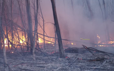 El impacto psicológico de la ola de incendios en España: qué nos pasa y cómo podemos cuidarnos